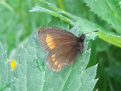 Erebia pharte