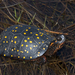 Spotted Turtle - Photo (c) Josh Vandermeulen, some rights reserved (CC BY-NC-ND), uploaded by Josh Vandermeulen