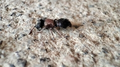 Ronisia barbarula