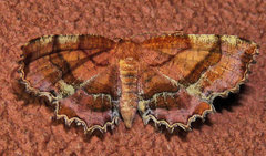 Cepphis armataria