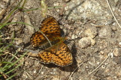 Boloria euphrosyne