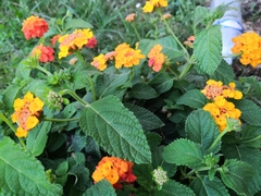 Lantana camara camara