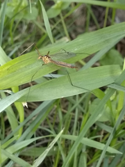 Nephrotoma dorsalis