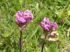 Pedicularis pyrenaica