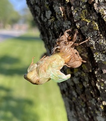 Neotibicen