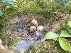 Canachites canadensis