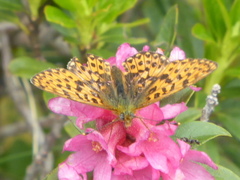 Boloria euphrosyne