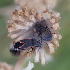 Melacoryphus admirabilis