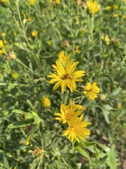 Heterotheca camporum camporum