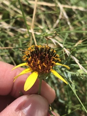 Helianthus ciliaris