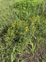 Heterotheca camporum camporum