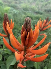 Erythrina herbacea