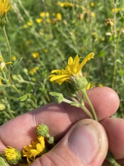 Heterotheca camporum camporum