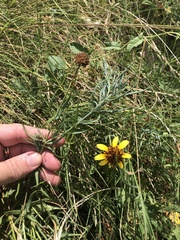Helianthus ciliaris