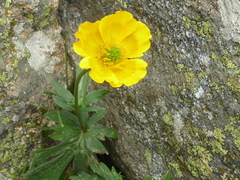 Ranunculus gouanii