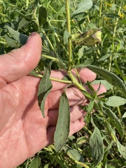 Heterotheca camporum camporum