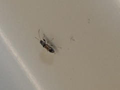 Pseudopachybrachius guttus