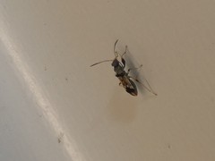 Pseudopachybrachius guttus