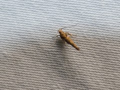 Pyroderces