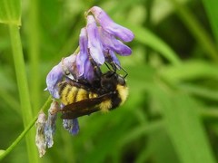 Bombus borealis