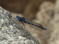 Enallagma cyathigerum