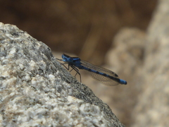 Enallagma cyathigerum