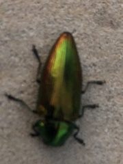 Eurythyrea micans