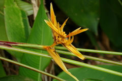 Heliconia × nickeriensis