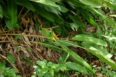 Heliconia × nickeriensis