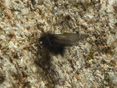 Ptilocephala plumifera