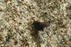 Ptilocephala plumifera