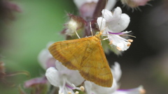 Pyrausta insignitalis