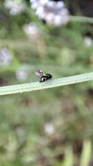 Oxyaciura tibialis