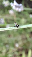 Oxyaciura tibialis