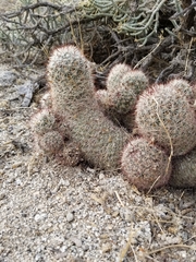 Mammillaria dioica