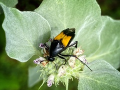 Macrosiagon dimidiata