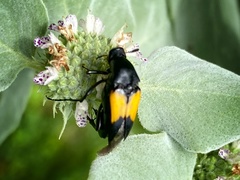 Macrosiagon dimidiata