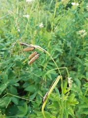 Carex caucasica