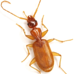 Zuphioides longicolle