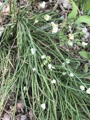 Allium canadense canadense