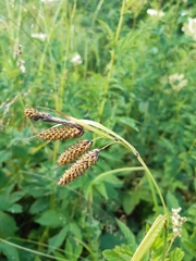 Carex caucasica