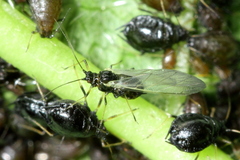Myzus cerasi