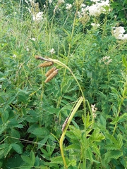 Carex caucasica