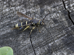 Paranthrene tabaniformis