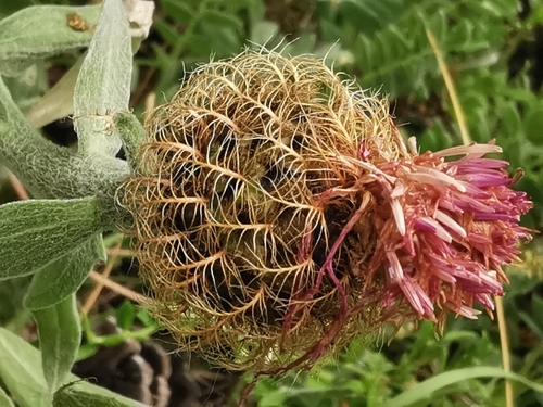 Jordan-centaurie (Centaurea jordaniana)