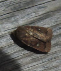 Pseudorthodes