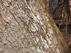Lecanora nothocaesiella