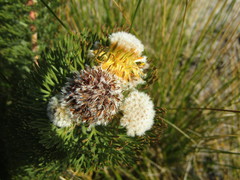 Serruria glomerata × villosa