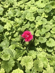 Dianthus chinensis × barbatus