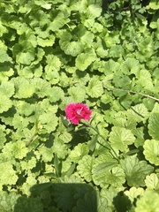 Dianthus chinensis × barbatus